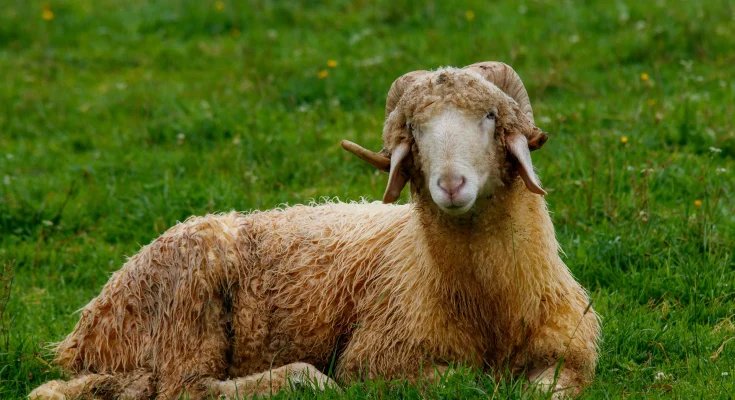 Ketika bakti mengalahkan takdir, isma'il anak nabi ibrahim